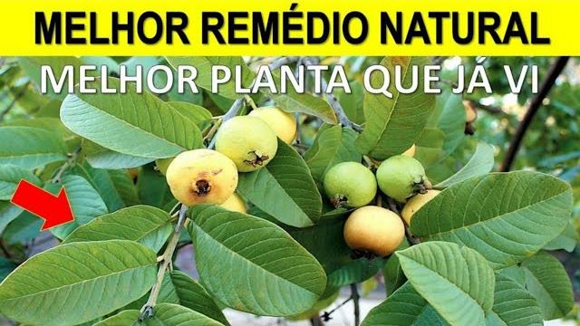 Remédio Natural – Destrói Diabetes E Combate As Dores