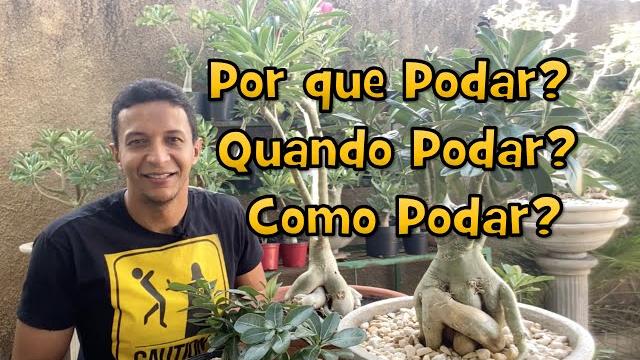 Tudo Sobre A Poda Em Rosas Do Deserto
