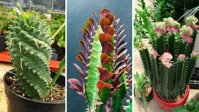15 Espécies De Plantas Suculentas Do Gênero Euphorbia