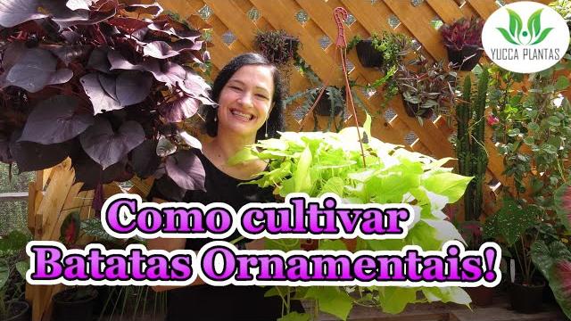 Como Cultivar Maravilhosas Batatas Ornamentais