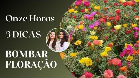 Dicas Infalíveis – Saiba Como Florir Onze Horas