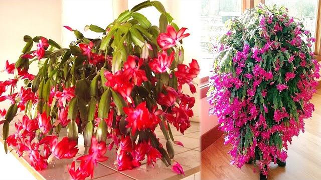 Veja Como é Fácil Plantar Flor de Maio, Cultivar e Produzir Flores