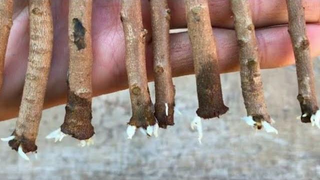 Super Técnica que Enraíza Qualquer Galho – E Não Gasta Nada