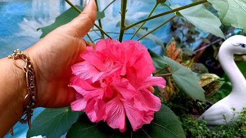 3 Tipos de Plantas para Vasos ou Jardins – Confira Dicas e cuidados