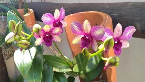 Incrível Orquídea Denphal na Telha – Resultado de Repelente