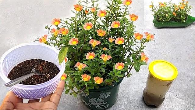 Conheça o Melhor Adubo Fortificador de Plantas