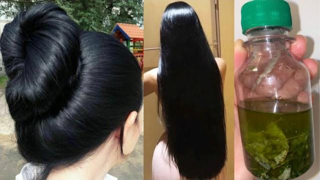 Óleo Caseiro de Folhas de Goiaba Para Crescer e Fortalecer o Cabelo