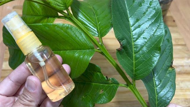 Como Acabar com a queda de cabelo com produtos naturais – tônico capilar caseiro