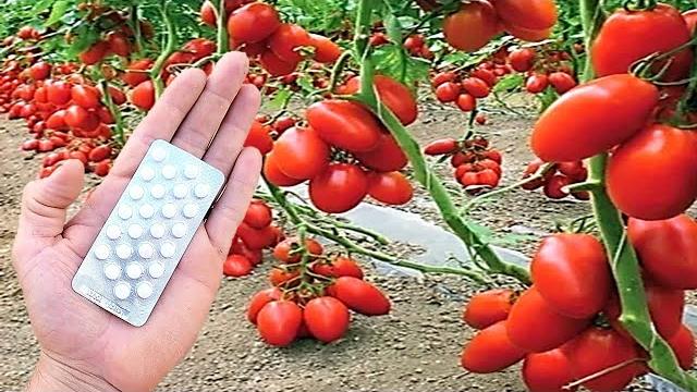 Como Cultivar Tomates em Casa – Guia Prático